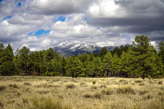 Beautiful landscape of the San Francisco Peaks with pine forests in Flagstaff, Arizona.